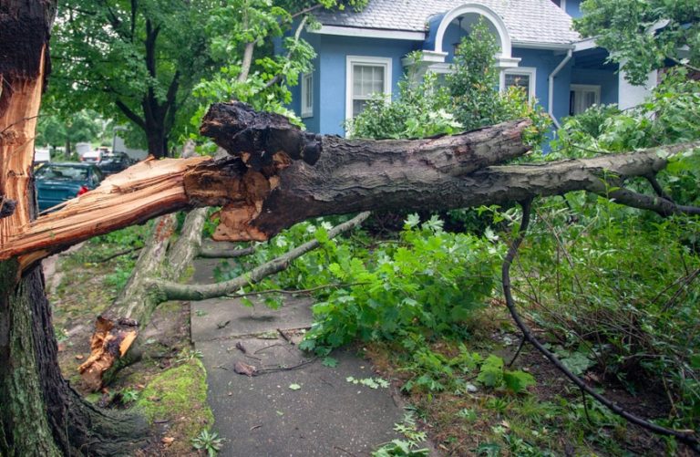 Tree Health Inspections and Treatments in Cedar Park