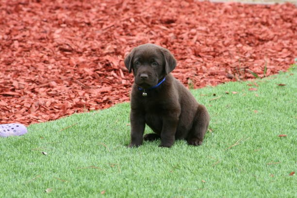 Artificial Grass Installation Near Me Step-by-Step Guide