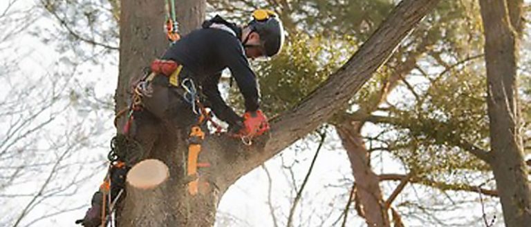 Trusted Springfield Tree Removal Services You Can Rely On