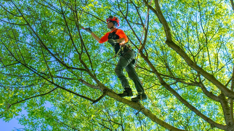 Dependable Tree Service in Shelton for Tree Cutting