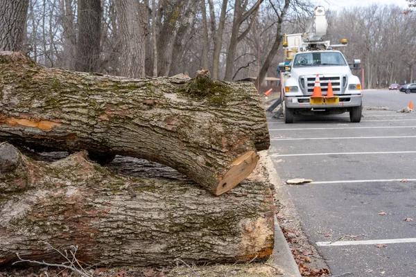 Tree Service Lake Geneva Complete Tree Care Solutions