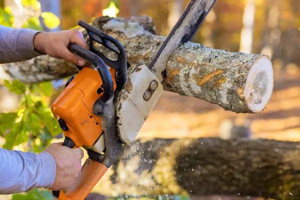 Tree Wise Men Helps Keep Your Property Safe and Beautiful