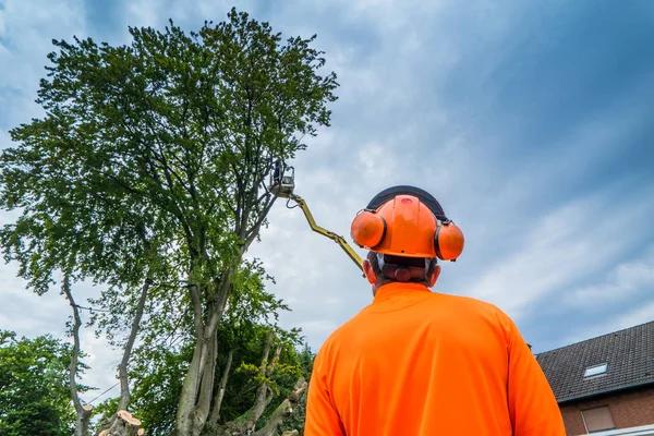 Springfield Tree Services for Tree Trimming and Pruning