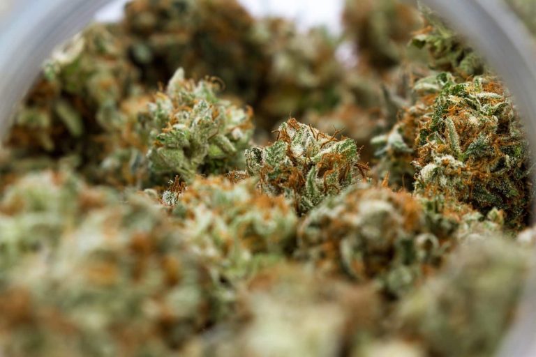 Discover Trusted Cannabis Advice Through Wietforum Community Discussions and Reviews