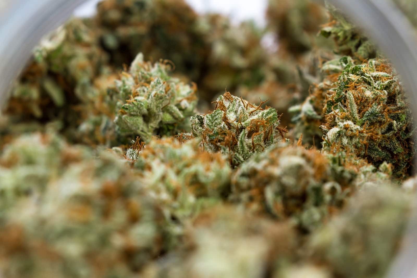 Discover Trusted Cannabis Advice Through Wietforum Community Discussions and Reviews