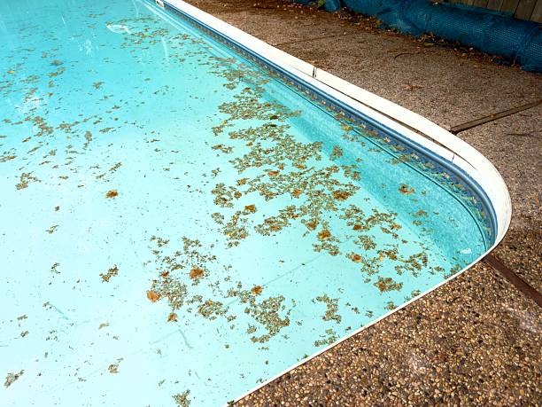 Complete Backyard Pool Installation Services From Start to Finish
