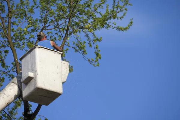Essential Tree Removal Service for Storm Season Preparation